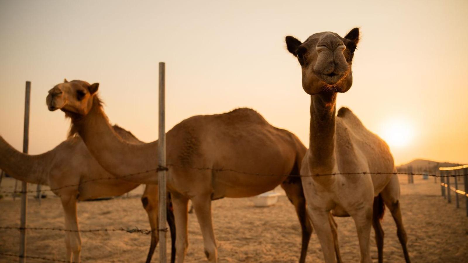 Al Khateem Art Hub Farm stay Abu Dhabi